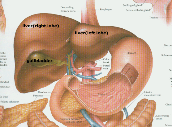gallbladder-liver