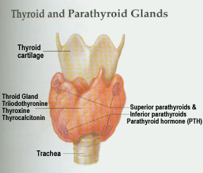 thyroid